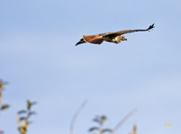Red tailed Hawk 4977